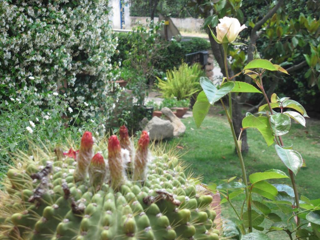Bed & Breakfast Dessole Olbia Ngoại thất bức ảnh